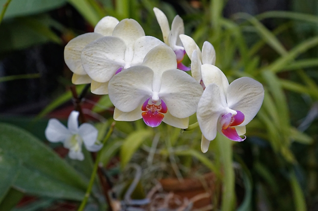 Kandy-Botanical garden-075